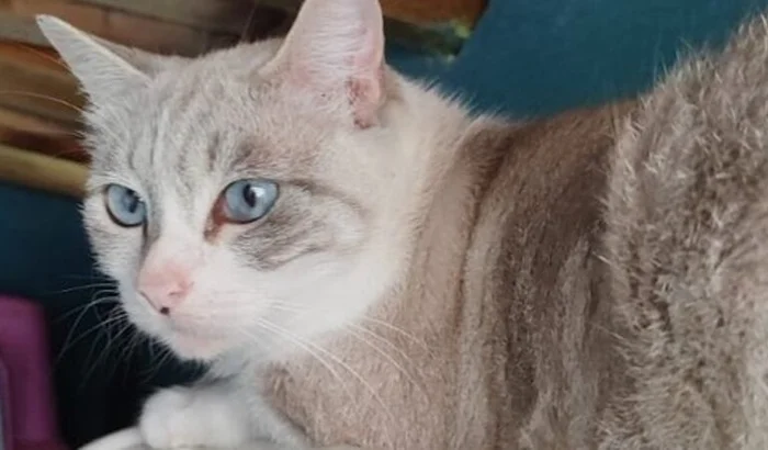SALVANDO 10 GATINHOS