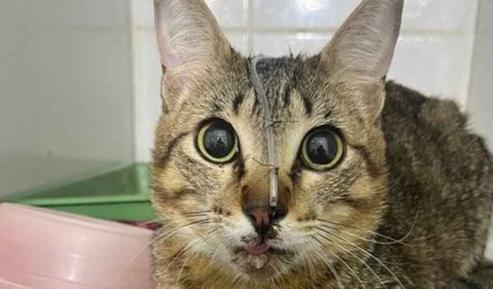 🚨 Ajude o Eren a voltar a comer e viver sem dor 🚨