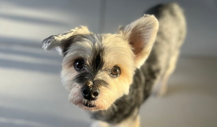 Ajude na cirurgia do Tobby