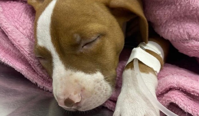 SOS Athena: Luta contra a Parvovirose e Gastroenterite Grave