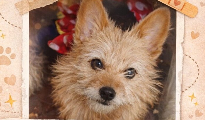 AJUDE A LUNA COM A CIRURGIA NA BACIA