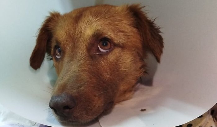 Ajude a salvar o Mimi