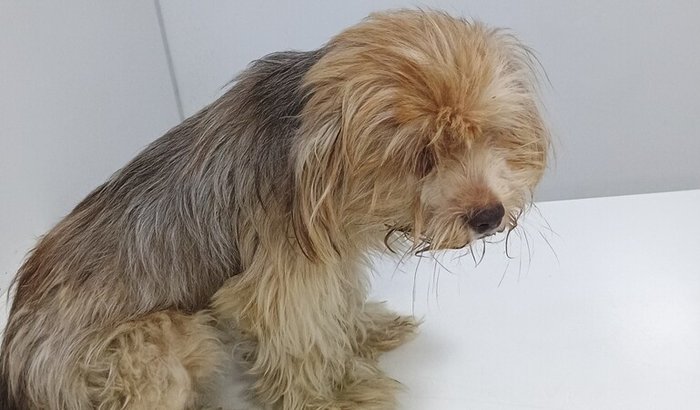 Tratamento José bento