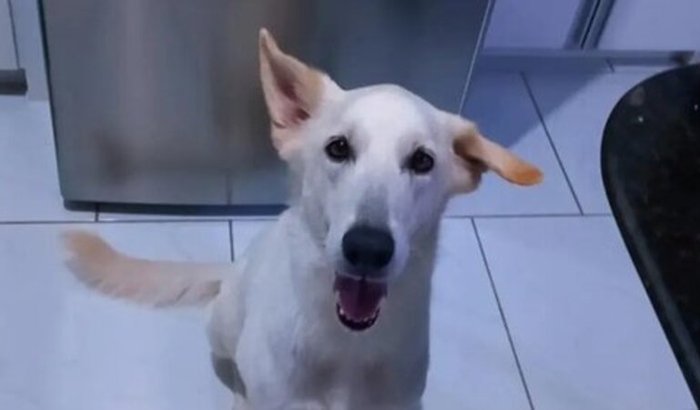 Ajude na recuperação de Flor 🐾