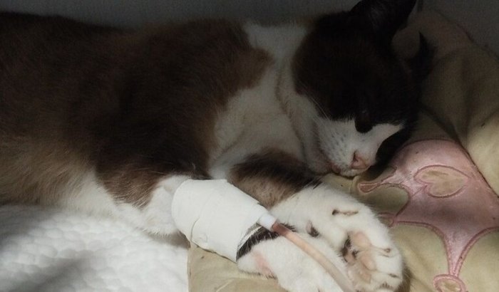 Ajude a Misty a lutar pela vida 🐾💔