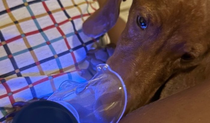 AJUDAR O TODDY FAZER SEUS EXAMES E TRATAMENTO