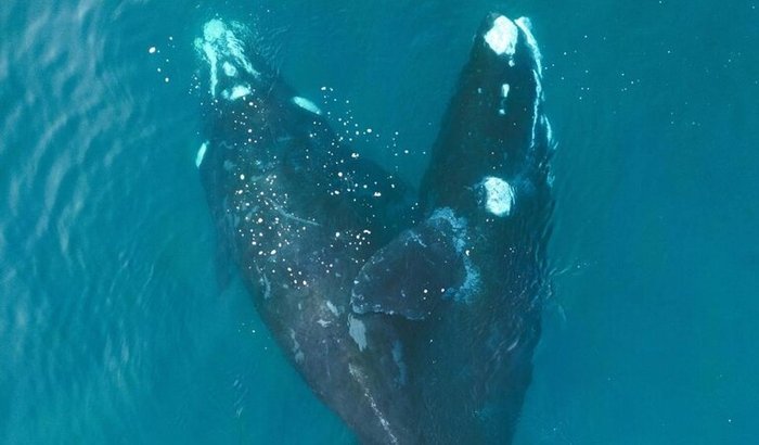 Ajude a proteger o berçário da Baleia Franca em Santa Catarina