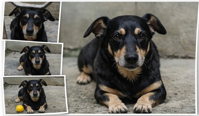 Salve o Pretinho: Tratamento Urgente Contra Cálculos Urinários