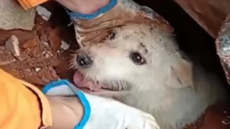 S.O.S. Animais - Minas Gerais 