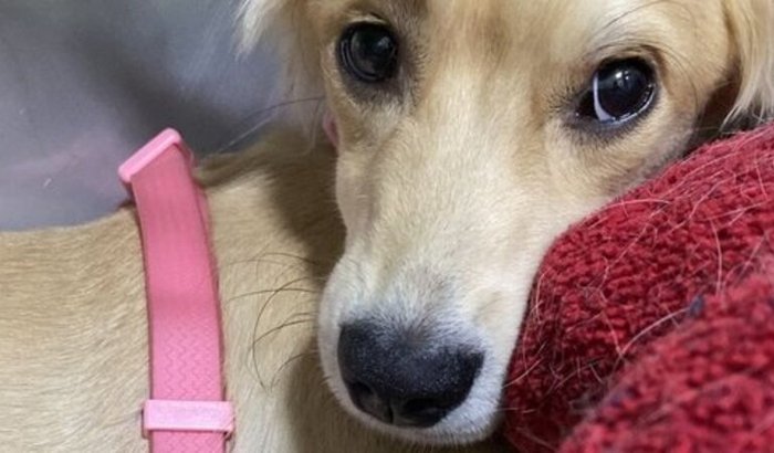 Internação de uma semana da Nessie 🐾