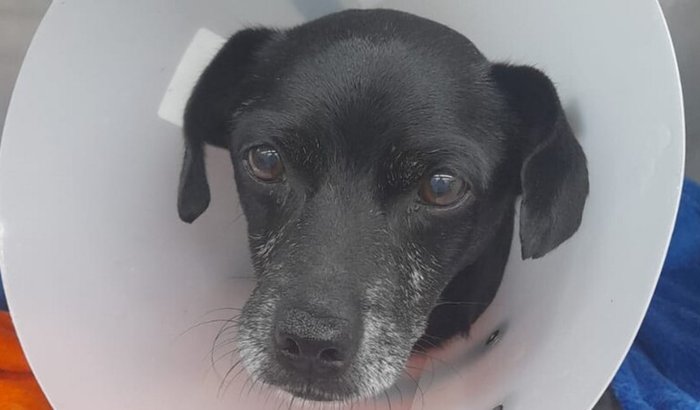 Ajuda para o Cachorrinho Bidu