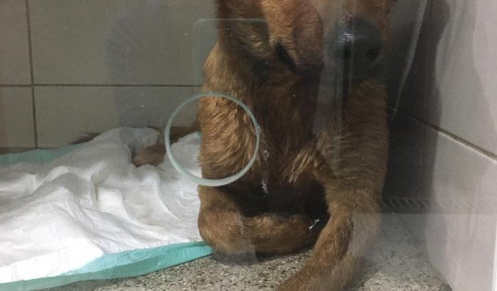 Tratamento do Paçoca