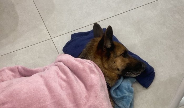 Ajude o Hulk- Cirurgia do intestino