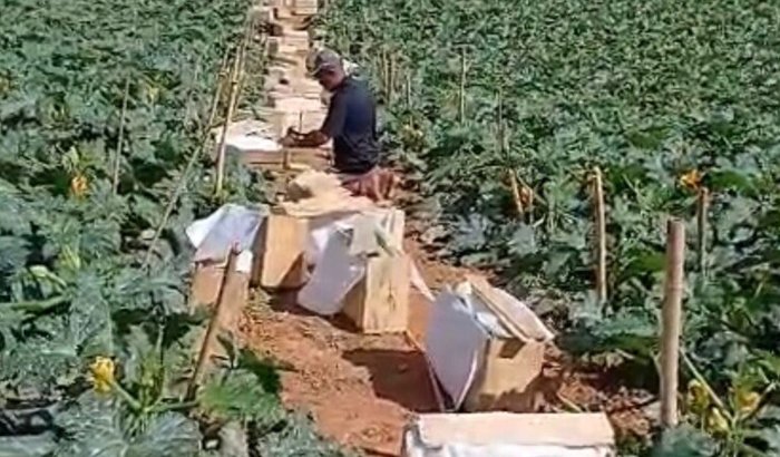 MESSIAS DA MIRAGAIA(AGRICULTOR)