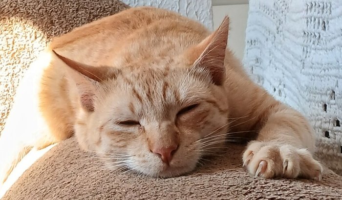 Ajuda para tratar a obstrução urinária do Bento