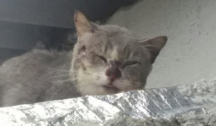 Ajuda a um gato de rua (CARMO)