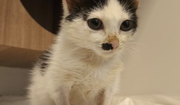 Ajudem a manter o tratamento da Aurora