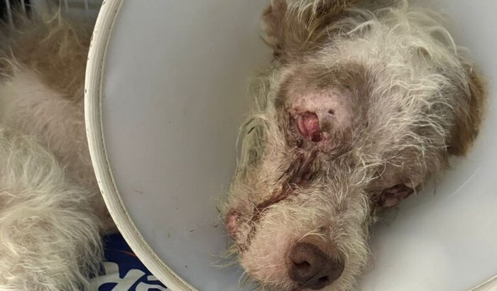 Valente Precisa de Ajuda