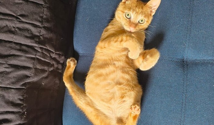 Ajuda para a cirurgia do gato Zézinho