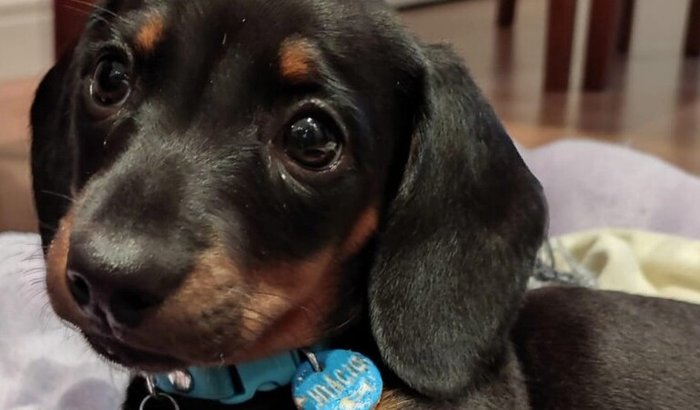 Ajude o Inácio a vencer a Parvovirose 🐶💔