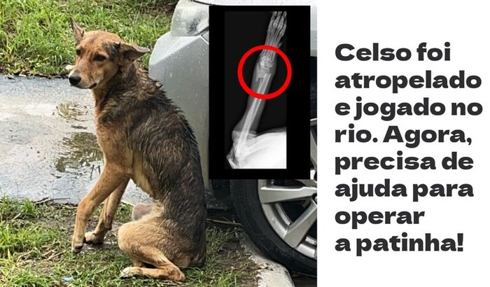 Ajude o Celso a operar a patinha!