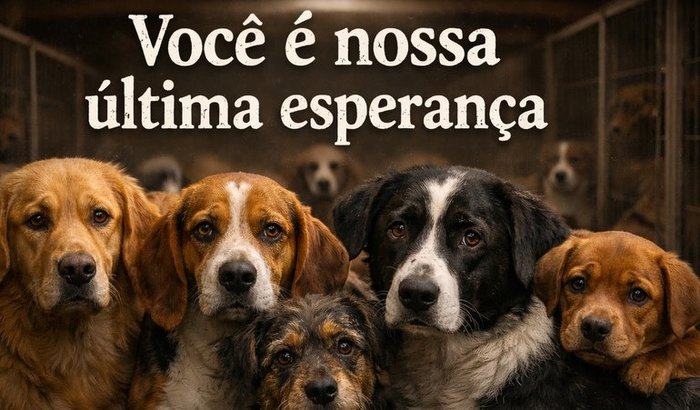Última chance do abrigo