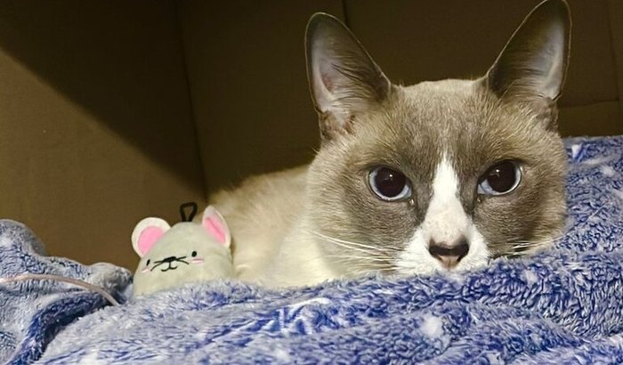 Ajude a Jade a se recuperar 🐱💙