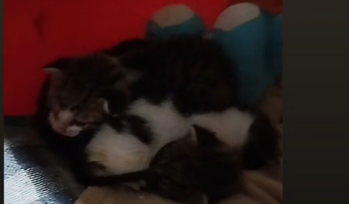 Pagar custos de gatos abandonados para ficarem em uma clínica adequada