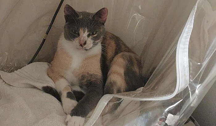 Vaquinha solidária para gata Névoa