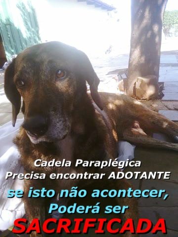 Ajuda para cadela Paraplégica 