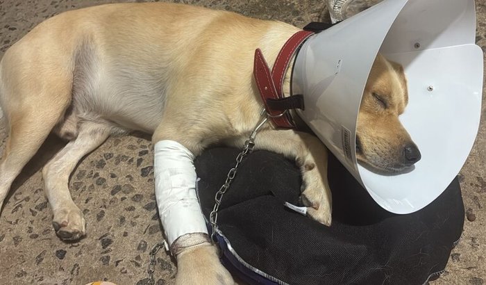 SALVE A PATINHA DO APOLLO 🐶🐕