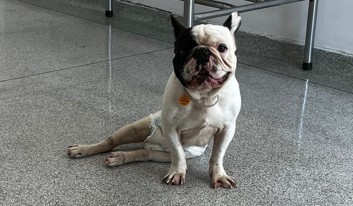 Ajudem o Doguito 🐶