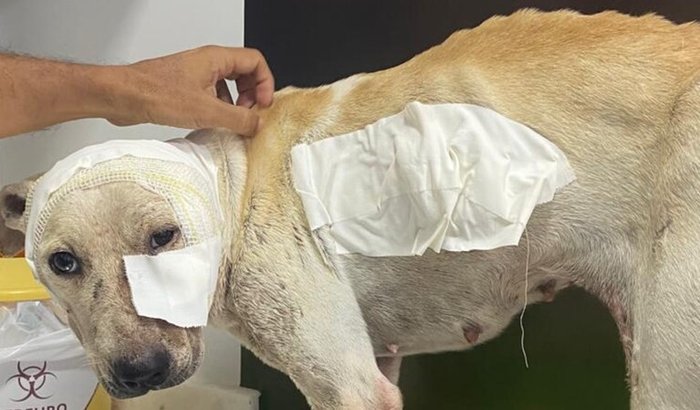 Tratamento da Vick Guerreira