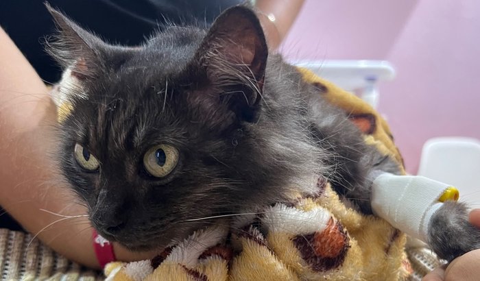 Ajuda para pagar cirurgia e medicamentos da gatinha Madonna