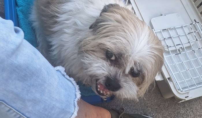 Ajude o Loki a voltar a andar