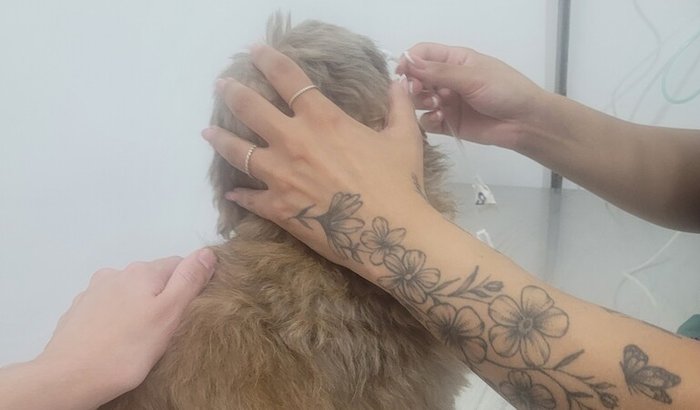 Ajuda para internação do Leon 🐶