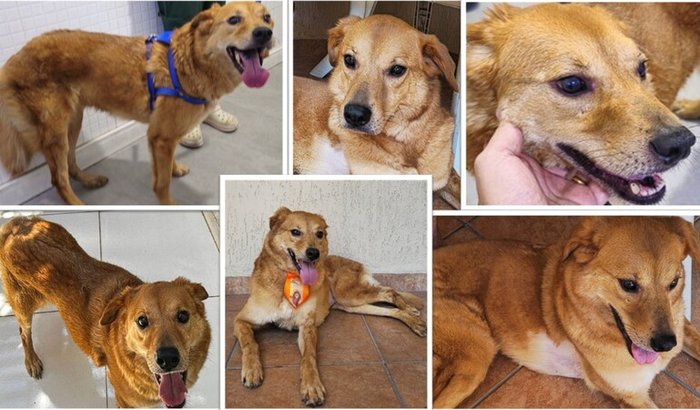 Ajude o Lion a voltar a andar!