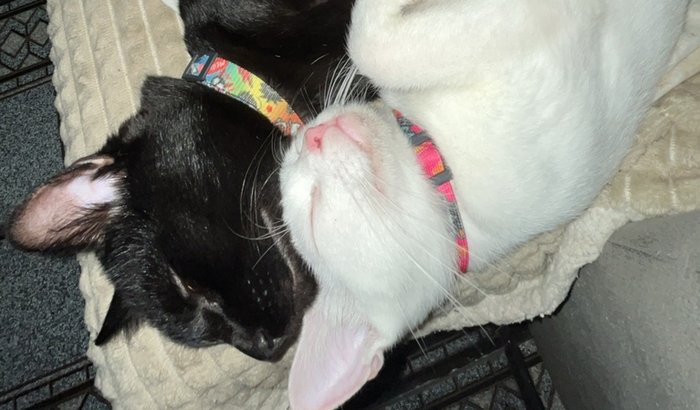 trazer o pantera e a Marie pra casa