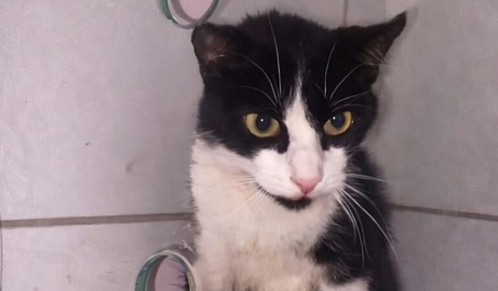 Ajude o tratamento de leucemia do Biscuit