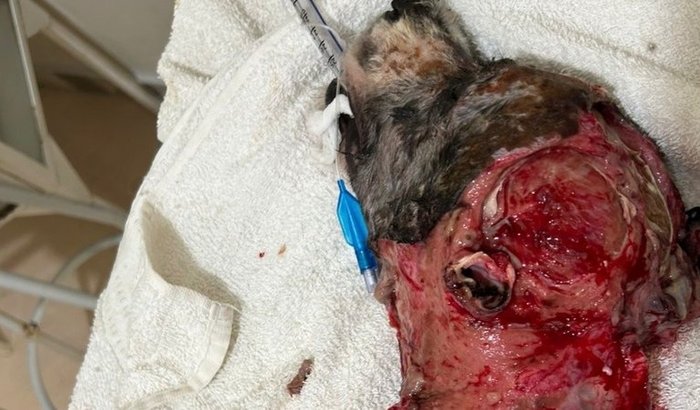 Ajude o Pururuca a sobreviver após queimaduras graves