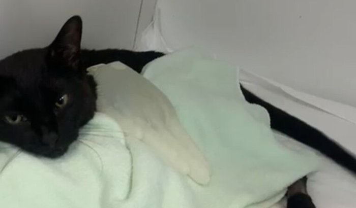 Ajuda para a Paçoca