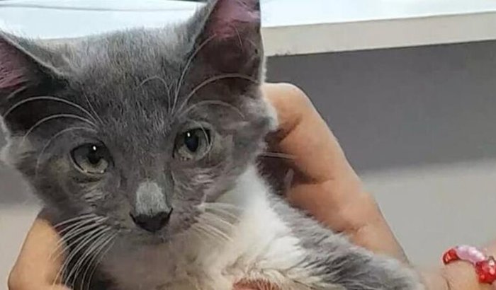 Ajuda para operar a Gata Amorosa Gigi