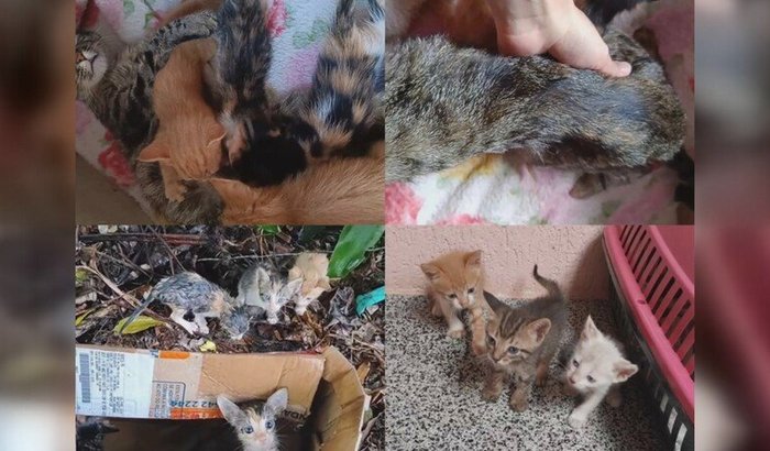 GATINHOS PRECISAM DA SUA AJUDA