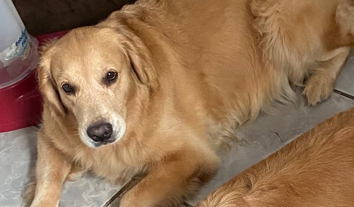 Cirurgia de emergência Sol