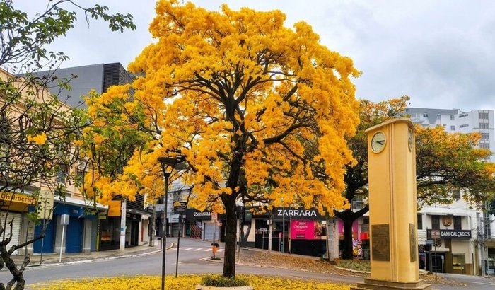 QUE CAROÇO É ESSE? — Uma História de Superação pelo Câncer