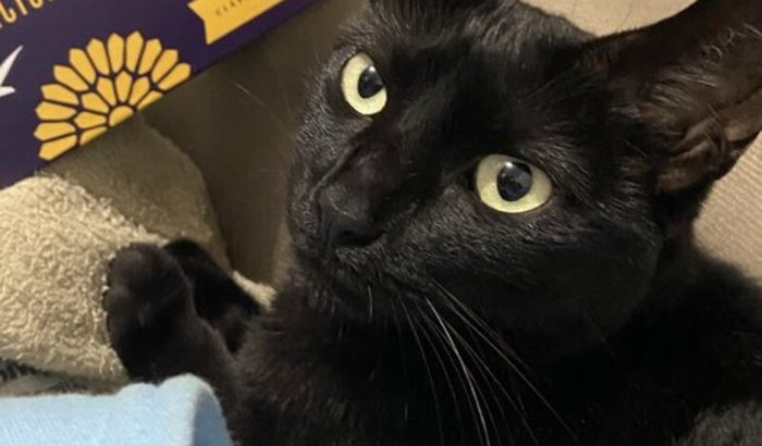 Tratamento de Lilla após o atropelamento