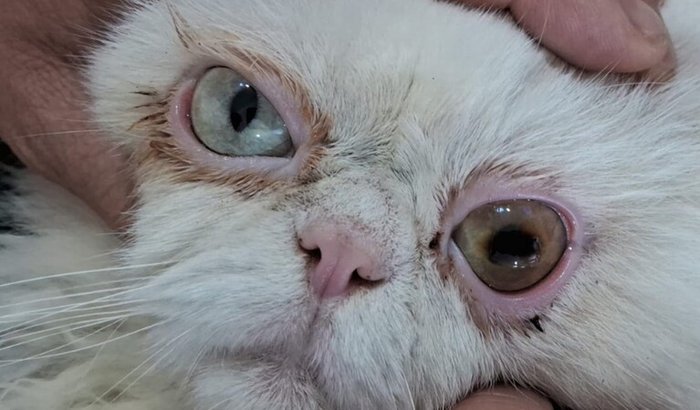 Vaquinha para retirar a Úlcera de Córnea do Mingau