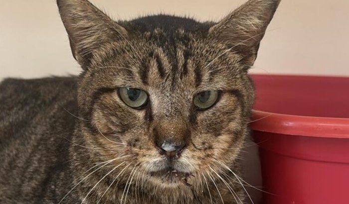 Ajude um sobrevivente da enchente a sobreviver