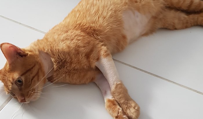 Ajude no tratamento do Freud