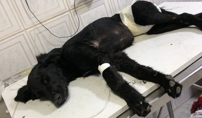 Ajuda a salvar a vidinha do Cão Coragem ❤️🩹🐾